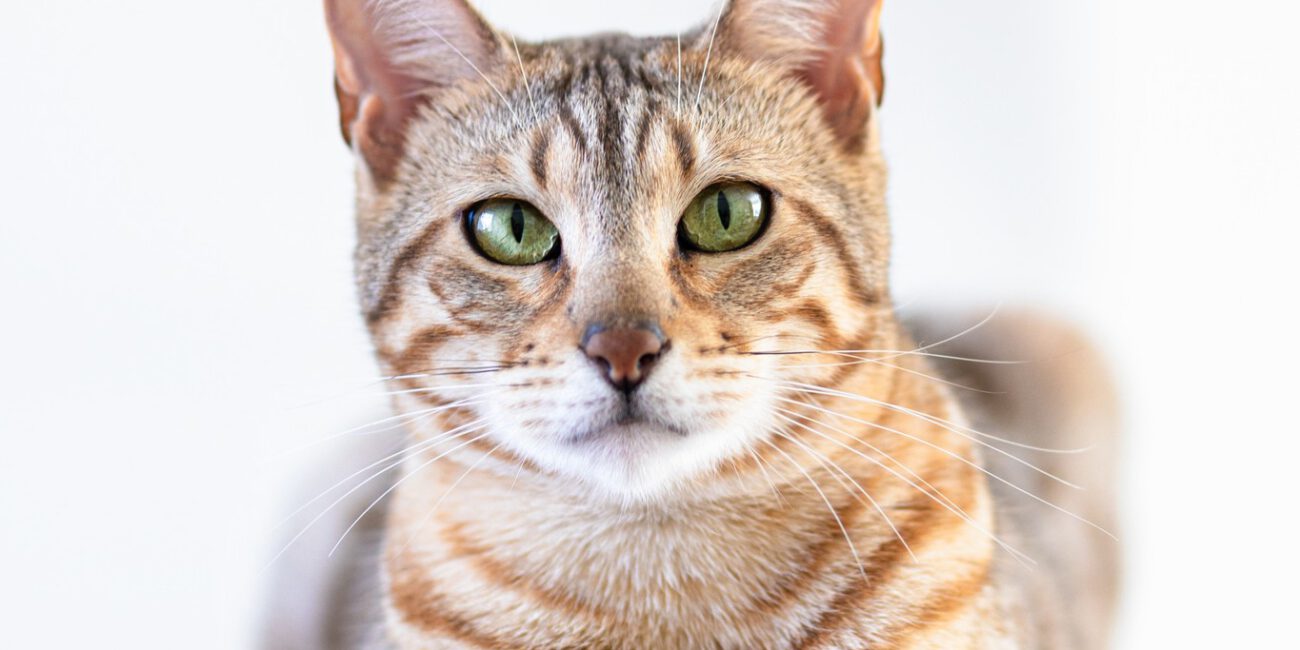 Bengaalse kat liggend op de bank