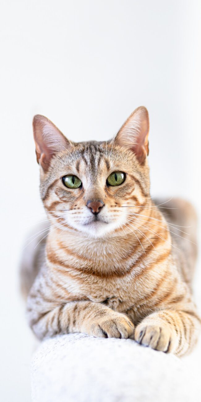 Bengaalse kat liggend op de bank